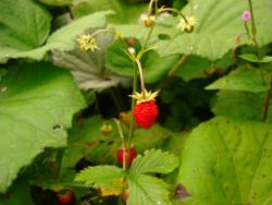 2013-08-17_Wettersteinhuette _Regina-F-Rau (092).JPG